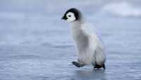 pinguin.jpg